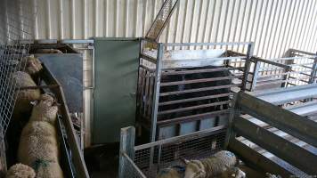 Race and Knockbox - A cow is confined in the knockbox before they are shot with a rifle. Next to them, sheep are forced up a narrow race and into the kill room for stunning and slaughter. - Captured at The Local Meat Co, Claude Road TAS Australia.