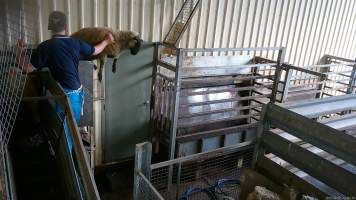 A sheep jumps from the race - An electric prod is used to force sheep up the narrow race and into the kill room. Some sheep become so distressed that they jump from the top of the race and onto the concrete floor below. A 2023 investigation documented sheep being hit, shoved, headbutted, thrown and kicked by workers to force them into the race. - Captured at The Local Meat Co, Claude Road TAS Australia.