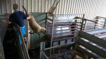 A sheep jumps from the race - An electric prod is used to force sheep up the narrow race and into the kill room. Some sheep become so distressed that they jump from the top of the race and onto the concrete floor below. A 2023 investigation documented sheep being hit, shoved, headbutted, thrown and kicked by workers to force them into the race. - Captured at The Local Meat Co, Claude Road TAS Australia.