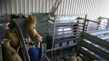 A sheep jumps from the race - An electric prod is used to force sheep up the narrow race and into the kill room. Some sheep become so distressed that they jump from the top of the race and onto the concrete floor below. A 2023 investigation documented sheep being hit, shoved, headbutted, thrown and kicked by workers to force them into the race. - Captured at The Local Meat Co, Claude Road TAS Australia.