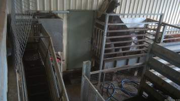 A cow attempts to climb out of the knockbox - Cows are confined in the knockbox, where they are shot with a rifle in order to immobilise them. A 2023 investigation documented cows attempting to escape the knockbox before slaughter by trying to turn around, climb and jump out. - Captured at The Local Meat Co, Claude Road TAS Australia.