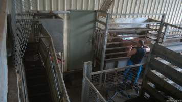 A cow being shot with a rifle - Cows are shot in the knockbox, directly opposite holding pens where cows and sheep wait to be killed. A rifle is used to shoot cows in the head, as a way of immobilising them before they are tipped into a kill room and have their throats slit. Footage captured by hidden cameras in 2023 showed cows being shot up to eight times, while still displaying signs of consciousness, including blinking. Other cows were filmed becoming stuck in the knockbox, and having to be forced into the kill room by workers, who used objects such as hammers and metal bars to force the cow inside. - Captured at The Local Meat Co, Claude Road TAS Australia.