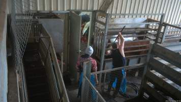 A cow being shot with a rifle - Cows are shot in the knockbox, directly opposite holding pens where cows and sheep wait to be killed. A rifle is used to shoot cows in the head, as a way of immobilising them before they are tipped into a kill room and have their throats slit. Footage captured by hidden cameras in 2023 showed cows being shot up to eight times, while still displaying signs of consciousness, including blinking. Other cows were filmed becoming stuck in the knockbox, and having to be forced into the kill room by workers, who used objects such as hammers and metal bars to force the cow inside. - Captured at The Local Meat Co, Claude Road TAS Australia.