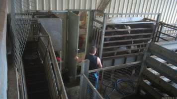 A large steer in the knockbox - This steer was filmed being shot multiple times after becoming stuck in the knockbox. Workers attempt to force the cow into the kill room using a range of tools, including a hammer, a metal bar and their own legs. This steer continues to display signs of consciousness, including blinking, even after having been shot in the head several times.
Cows are shot in the knockbox, directly opposite holding pens where cows and sheep wait to be killed. A rifle is used to shoot cows in the head, as a way of immobilising them before they are tipped into a kill room and have their throats slit. Footage captured by hidden cameras in 2023 showed cows being shot up to eight times, while still displaying signs of consciousness, including blinking. Other cows were filmed becoming stuck in the knockbox, and having to be forced into the kill room by workers, who used objects such as hammers and metal bars to force the cow inside. - Captured at The Local Meat Co, Claude Road TAS Australia.