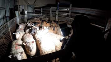 An investigator photographs a pen of sheep - Captured at The Local Meat Co, Claude Road TAS Australia.