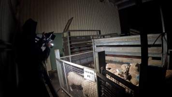 An investigator photographs a pen of sheep - Captured at The Local Meat Co, Claude Road TAS Australia.