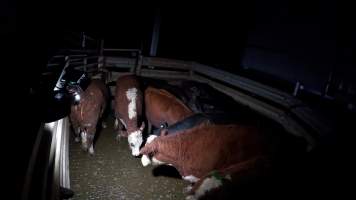 An investigator photographs cows in holding pens - Captured at The Local Meat Co, Claude Road TAS Australia.