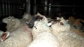 A sheep in the holding pen - Investigators spent time with sheep and cows in the holding pens, the night before they were killed. - Captured at The Local Meat Co, Claude Road TAS Australia.