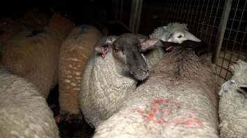 A sheep in the holding pen - Investigators spent time with sheep and cows in the holding pens, the night before they were killed. - Captured at The Local Meat Co, Claude Road TAS Australia.