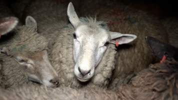 A sheep in the holding pen - Investigators spent time with sheep and cows in the holding pens, the night before they were killed. - Captured at The Local Meat Co, Claude Road TAS Australia.