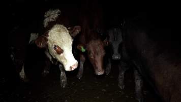 Cows in the holding pens - Investigators spent time with sheep and cows in the holding pens, the night before they were killed. - Captured at The Local Meat Co, Claude Road TAS Australia.