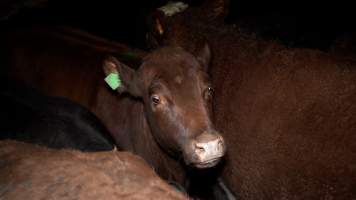 Cows in the holding pens - Investigators spent time with sheep and cows in the holding pens, the night before they were killed. - Captured at The Local Meat Co, Claude Road TAS Australia.