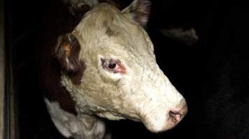 A cow in the holding pens - Investigators spent time with sheep and cows in the holding pens, the night before they were killed. - Captured at The Local Meat Co, Claude Road TAS Australia.