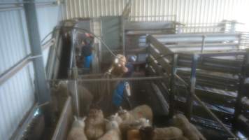 A worker violently slams a sheep into the ground - A 2023 investigation captured workers violently hitting, kicking and throwing sheep in the race and holding pens. - Captured at The Local Meat Co, Claude Road TAS Australia.