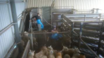 A worker kicks a sheep - A 2023 investigation captured workers violently hitting, kicking and throwing sheep in the race and holding pens. - Captured at The Local Meat Co, Claude Road TAS Australia.