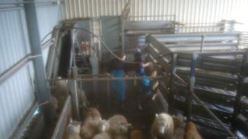 A worker violently throws a sheep - A 2023 investigation captured workers violently hitting, kicking and throwing sheep in the race and holding pens. - Captured at The Local Meat Co, Claude Road TAS Australia.