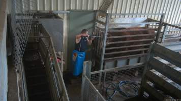 A worker shoots a cow with a rifle - Cows are shot in the knockbox, directly opposite holding pens where cows and sheep wait to be killed. A rifle is used to shoot cows in the head, as a way of immobilising them before they are tipped into a kill room and have their throats slit. Footage captured by hidden cameras in 2023 showed cows being shot up to eight times, while still displaying signs of consciousness, including blinking. Other cows were filmed becoming stuck in the knockbox, and having to be forced into the kill room by workers, who used objects such as hammers and metal bars to force the cow inside. - Captured at The Local Meat Co, Claude Road TAS Australia.
