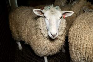 Sheep in holding pen - Captured at The Local Meat Co, Claude Road TAS Australia.