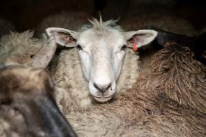 Sheep in holding pens - Captured at The Local Meat Co, Claude Road TAS Australia.