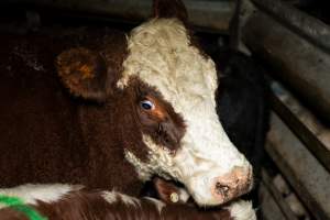 Cows in holding pens - Captured at The Local Meat Co, Claude Road TAS Australia.