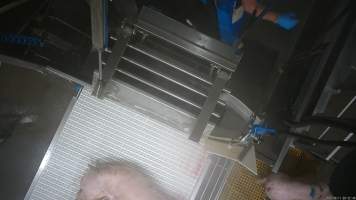 A pig escapes from the stunning restraint. - A pig jumps out of the stunning restraint and runs out onto the kill room floor. They were eventually cornered and stunning using a bolt gun.
In August and September 2023, investigators from Farm Transparency Project installed covert cameras to document the slaughter of pigs at the facility, including the use of electrical stunning, which is considered to be an alternative to the carbon dioxide gas chambers used in the majority of pig slaughterhouses Australia wide. Pigs were filmed showing signs of consciousness after having been stunned, including while being lowered into the scalding tank. - Captured at Scottsdale Pork, Springfield TAS Australia.