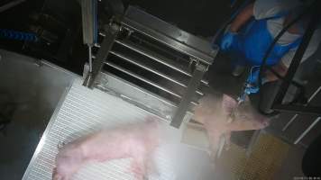 A pig attempts to jump out of the stunning restraint - A pig is stunned while attempting to escape from the stunning restraint.
In August and September 2023, investigators from Farm Transparency Project installed covert cameras to document the slaughter of pigs at the facility, including the use of electrical stunning, which is considered to be an alternative to the carbon dioxide gas chambers used in the majority of pig slaughterhouses Australia wide. Pigs were filmed showing signs of consciousness after having been stunned, including while being lowered into the scalding tank. - Captured at Scottsdale Pork, Springfield TAS Australia.
