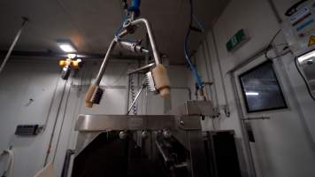 Electric stunner - An electric stunner used to incapacitate pigs prior to their throats being slit. The device is designed to be clamped around the pigs skull and held for 15 seconds, passing an electrical current through their brain and causing unconsciousness.
In August and September 2023, investigators from Farm Transparency Project installed covert cameras to document the slaughter of pigs at the facility, including the use of electrical stunning, which is considered to be an alternative to the carbon dioxide gas chambers used in the majority of pig slaughterhouses Australia wide. Pigs were filmed showing signs of consciousness after having been stunned, including while being lowered into the scalding tank. - Captured at Scottsdale Pork, Springfield TAS Australia.