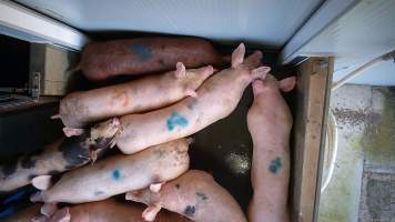 Pigs wait to be herded into the kill room - A pen full of pigs wait to be herded into the kill room. In August and September 2023, investigators from Farm Transparency Project installed covert cameras to document the slaughter of pigs at the facility. Workers were captured hitting and kicking pigs, as well as crushing them with heavy metal doors to force them to move. - Captured at Scottsdale Pork, Springfield TAS Australia.