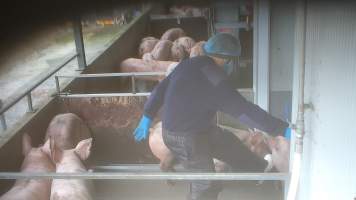 A worker kicks a pig in the walkway - A pen full of pigs wait to be herded into the kill room. In August and September 2023, investigators from Farm Transparency Project installed covert cameras to document the slaughter of pigs at the facility. Workers were captured hitting and kicking pigs, as well as crushing them with heavy metal doors to force them to move. - Captured at Scottsdale Pork, Springfield TAS Australia.