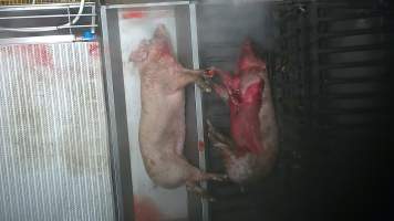 A pig is continues to move while being lowered into the scalding tank - In August and September 2023, investigators from Farm Transparency Project installed covert cameras to document the slaughter of pigs at the facility, including the use of electrical stunning, which is considered to be an alternative to the carbon dioxide gas chambers used in the majority of pig slaughterhouses Australia wide. Pigs were filmed showing signs of consciousness after having been stunned, including while being lowered into the scalding tank. - Captured at Scottsdale Pork, Springfield TAS Australia.