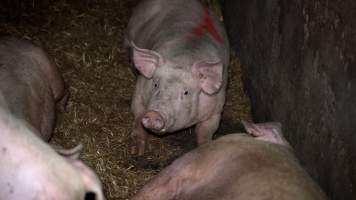 A grower pig in an eco shed - Grower and finisher pigs are kept in eco sheds until they are sent to slaughter at 6 months old. The sheds are open at one or both ends, with straw flooring, which often turns to mud. - Captured at Scottsdale Pork piggery, Cuckoo TAS Australia.