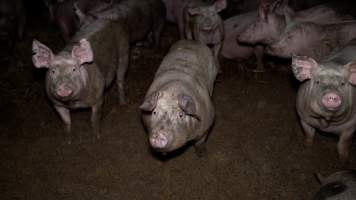 Grower pigs in an eco shed - Grower and finisher pigs are kept in eco sheds until they are sent to slaughter at 6 months old. The sheds are open at one or both ends, with straw flooring, which often turns to mud. - Captured at Scottsdale Pork piggery, Cuckoo TAS Australia.