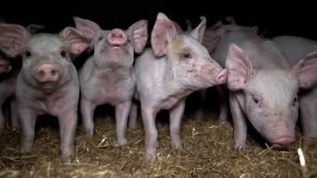 Weaner piglets - Piglets are taken from their mothers at 6-weeks old and moved to 'weaner' sheds where they are raised for slaughter. - Captured at Scottsdale Pork piggery, Cuckoo TAS Australia.