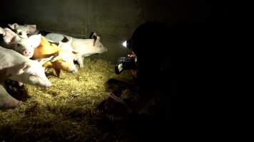 An investigator films a pen of piglets - Piglets are taken from their mothers at 6-weeks old and moved to 'weaner' sheds where they are raised for slaughter. - Captured at Scottsdale Pork piggery, Cuckoo TAS Australia.