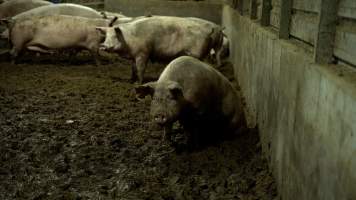 A sow in a muddy shed - While pregnant, and between pregnancies, sows are kept in muddy, concrete pens, or in small pens with metal bars. This is an example of group housing, considered a more humane alternative to sow stalls. - Captured at Scottsdale Pork piggery, Cuckoo TAS Australia.