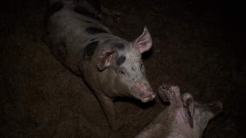 Grower pig in a muddy pen - Grower and finisher pigs are kept in eco sheds until they are sent to slaughter at 6 months old. The sheds are open at one or both ends, with straw flooring, which often turns to mud. - Captured at Scottsdale Pork piggery, Cuckoo TAS Australia.