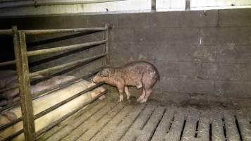 A mangy pig in a concrete pen - A sick looking pig is isolated in a concrete and metal pen, close to other caged pigs. - Captured at Scottsdale Pork piggery, Cuckoo TAS Australia.