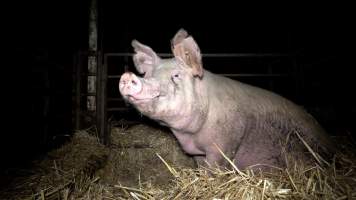 A sow in a caged pen - While pregnant, and between pregnancies, sows are kept in muddy, concrete pens, or in small pens with metal bars. This is an example of group housing, considered a more humane alternative to sow stalls. - Captured at Scottsdale Pork piggery, Cuckoo TAS Australia.