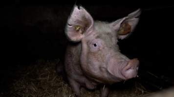 A sow in a caged pen - While pregnant, and between pregnancies, sows are kept in muddy, concrete pens, or in small pens with metal bars. This is an example of group housing, considered a more humane alternative to sow stalls. - Captured at Scottsdale Pork piggery, Cuckoo TAS Australia.