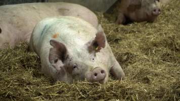 A finisher pig rests in an eco shed - Grower and finisher pigs are kept in eco sheds until they are sent to slaughter at 6 months old. The sheds are open at one or both ends, with straw flooring, which often turns to mud. - Captured at Scottsdale Pork piggery, Cuckoo TAS Australia.