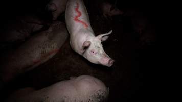 A grower pig in an eco shed - Grower and finisher pigs are kept in eco sheds until they are sent to slaughter at 6 months old. The sheds are open at one or both ends, with floors covered in straw, which often turns to mud. - Captured at Scottsdale Pork piggery, Cuckoo TAS Australia.