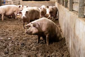 Sows in group housing - Captured at Scottsdale Pork piggery, Cuckoo TAS Australia.