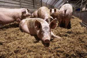 Sows in group housing - Captured at Scottsdale Pork piggery, Cuckoo TAS Australia.