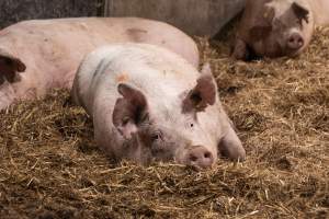 Sows in group housing - Captured at Scottsdale Pork piggery, Cuckoo TAS Australia.