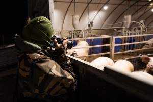 An investigator photographs sows in group sow housing - Captured at Scottsdale Pork piggery, Cuckoo TAS Australia.