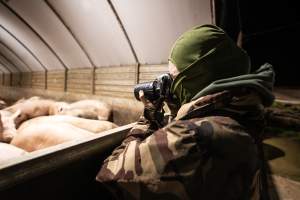 An investigator photographs sows in group sow housing - Captured at Scottsdale Pork piggery, Cuckoo TAS Australia.