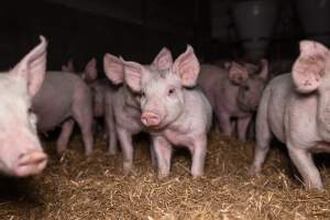 Piglets in a weaner shed - At around 6-weeks, piglets are separated form their mothers and moved to weaner sheds to be raised for slaughter. - Captured at Scottsdale Pork piggery, Cuckoo TAS Australia.