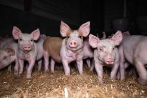 Piglets in a weaner shed - At around 6-weeks, piglets are separated form their mothers and moved to weaner sheds to be raised for slaughter. - Captured at Scottsdale Pork piggery, Cuckoo TAS Australia.