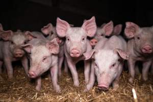 Piglets in a weaner shed - At around 6-weeks, piglets are separated form their mothers and moved to weaner sheds to be raised for slaughter. - Captured at Scottsdale Pork piggery, Cuckoo TAS Australia.