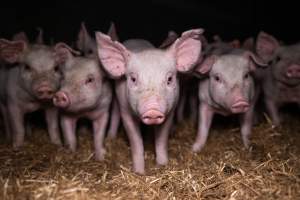 Piglets in a weaner shed - At around 6-weeks, piglets are separated form their mothers and moved to weaner sheds to be raised for slaughter. - Captured at Scottsdale Pork piggery, Cuckoo TAS Australia.